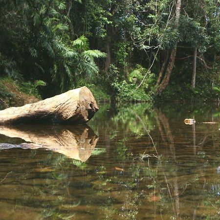Daintree Rainforest Bungalows Villa Cow Bay Exteriör bild